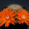 Vai alla scheda di Rebutia brevistila