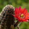 Vai alla scheda di Rebutia brunneoradicata