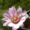 Vai alla scheda di Rebutia canacruzensis