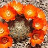 Vai alla scheda di Rebutia christinae