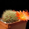 Vai alla scheda di Rebutia chrysacantha