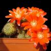 Vai alla scheda di Rebutia cincinnata