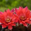 Vai alla scheda di Rebutia colorea