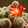 Vai alla scheda di Rebutia decrescens