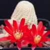 Vai alla scheda di Rebutia densipectinata