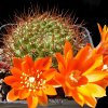 Vai alla scheda di Rebutia donaldiana