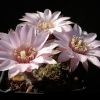 Vai alla scheda di Rebutia eos