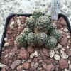 Vai alla scheda di Rebutia escayachensis v. nitida