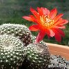 Vai alla scheda di Rebutia fabrisii