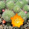 Vai alla scheda di Rebutia fabrisii v. aureiflora