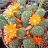 Vai alla scheda di Rebutia fabrisii v. flaviflora