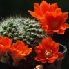 Vai alla scheda di Rebutia fiebrigii