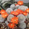 Vai alla scheda di Rebutia fiebrigii v. densiseta