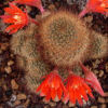 Vai alla scheda di Rebutia fulviseta