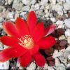 Vai alla scheda di Rebutia gibbulosa