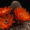 Vai alla scheda di Rebutia gracilispina