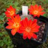 Vai alla scheda di Rebutia grandiflora