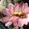 Vai alla scheda di Rebutia haagei