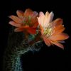 Vai alla scheda di Rebutia haagei ssp. mudanensis