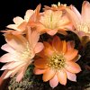 Vai alla scheda di Rebutia haagei v. mudanensis