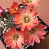 Vai alla scheda di Rebutia haagei v. orurensis
