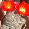 Vai alla scheda di Rebutia heliosa