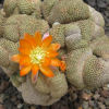 Vai alla scheda di Rebutia heliosa f. cristata