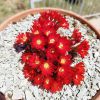 Vai alla scheda di Rebutia heliosa ssp. cajasensis