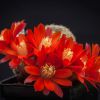 Vai alla scheda di Rebutia heliosa ssp. teresae