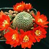 Vai alla scheda di Rebutia heliosa v. condorensis