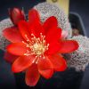 Vai alla scheda di Rebutia heliosa v. solisioides