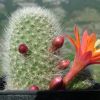 Vai alla scheda di Rebutia hoffmannii