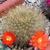 Vai alla scheda di Rebutia jujuyana