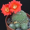 Vai alla scheda di Rebutia krainziana