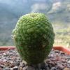 Vai alla scheda di Rebutia krainziana cv. inermis