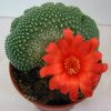 Vai alla scheda di Rebutia krainziana f. cristata