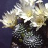 Vai alla scheda di Rebutia krainziana v. albiflora