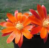 Vai alla scheda di Rebutia lauii