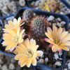 Vai alla scheda di Rebutia malochii