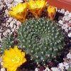 Vai alla scheda di Rebutia marsoneri