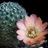 Vai alla scheda di Rebutia mudanensis