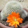 Vai alla scheda di Rebutia muscula