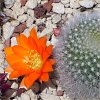 Vai alla scheda di Rebutia muscula v. nivosa