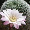 Vai alla scheda di Rebutia narvaecensis