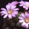 Vai alla scheda di Rebutia perplexa