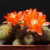 Vai alla scheda di Rebutia poecilantha