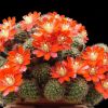 Vai alla scheda di Rebutia pseudominuscula