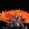 Vai alla scheda di Rebutia pseudopectinata