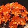 Vai alla scheda di Rebutia pulchella