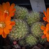 Vai alla scheda di Rebutia pulvinosa